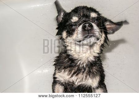 Wet black chihuahua  dog inside bathhub while being washed