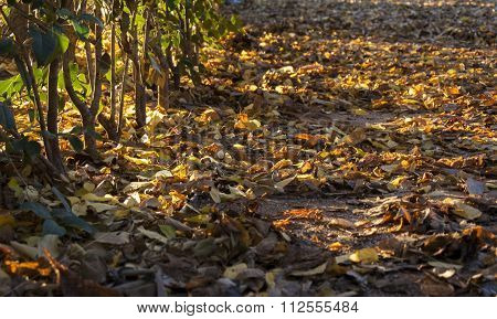 Autumn Leaves Fallen On Park Path With Sunset Light