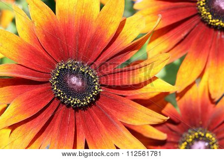 Rudbeckia Hirta (flower)
