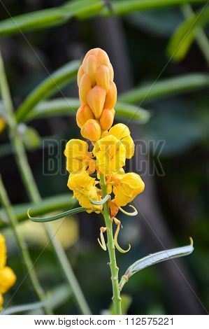 yellow Ringworm Bush flower in garden