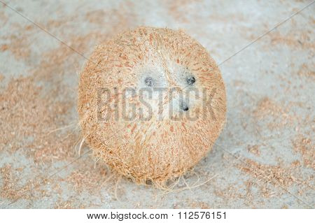 dry coconut ball on cement floot