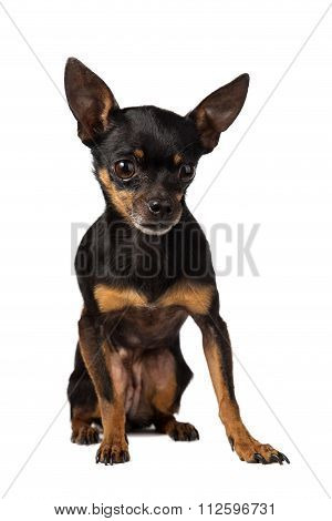 toy terrier mini