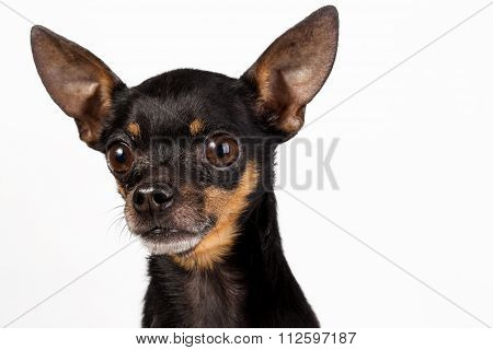 toy terrier mini