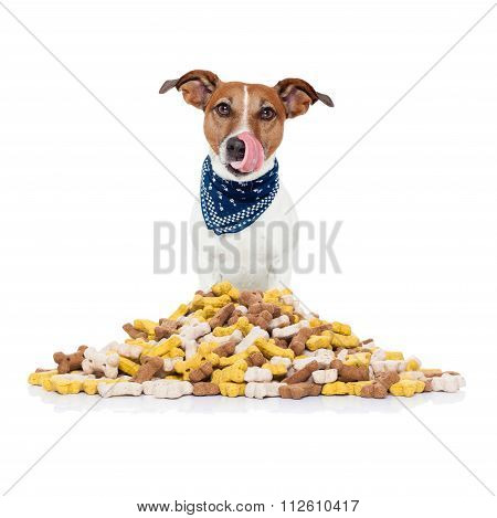 Hungry Dog
