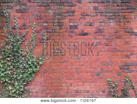 Ivywall1