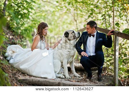 Very Sensual And Gorgeus Wedding Couple On The Picturesque Landscapes With Big Dog
