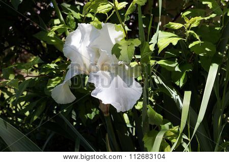 White Bearded Iris