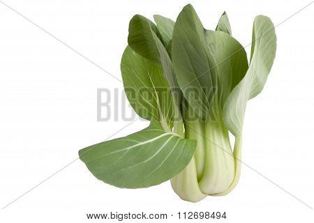 Bok choy in front of white background