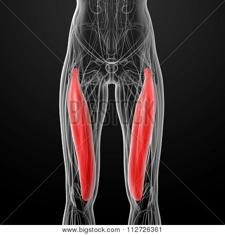 Medical  Illustration Of The Vastus Medialis