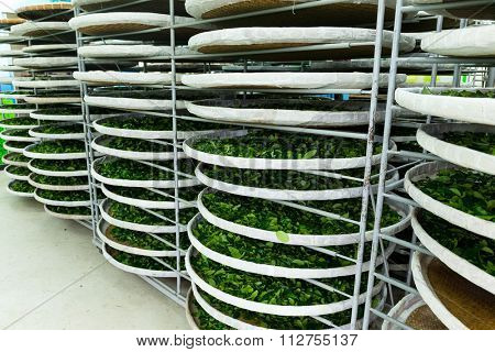 Fermentation for tea in factory