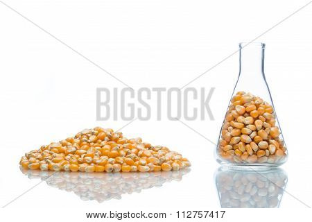 Research Corn, Biofuel And Gmo