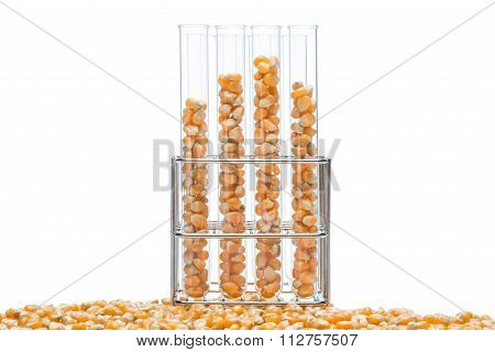 Research Corn, Biofuel And Gmo