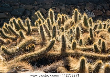 View Of Cactus Garden, Gardin De Cactus In Guatiza, Lanzarote, Canary Islands, Spain