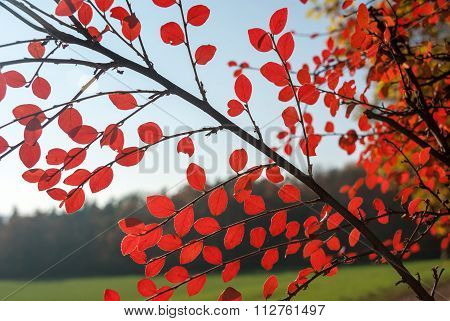 Autumn Tree On A Background Of Blue Sky