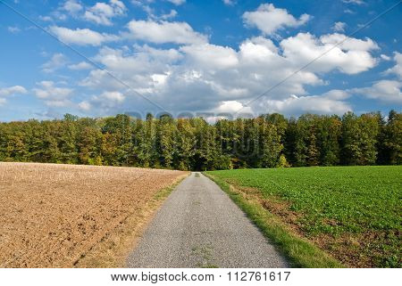 Rural Road On Sunny Day