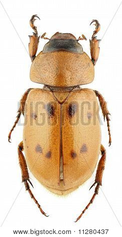 Cyclocephala Pubescens