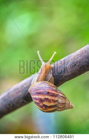 Snail crawling on a tree trying