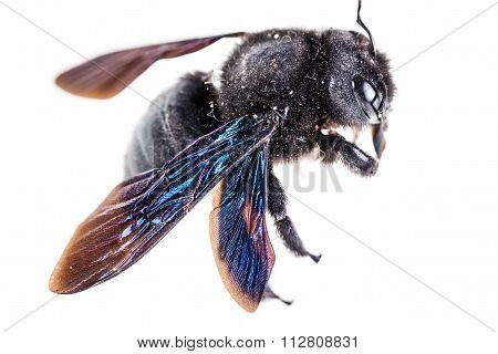 Xylocopa Macro