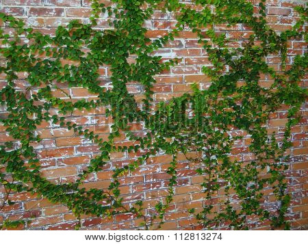 background, brick wall with ivy