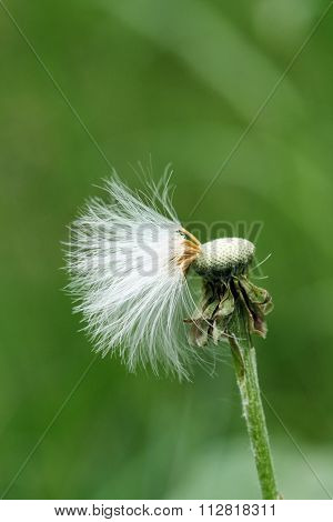 Herb - Coltsfoot (Tussilago farfara)