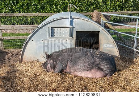 Pig asleep outside hut