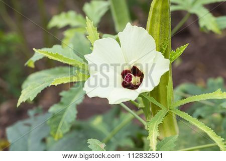 Okra Or Lady's Finger Vegetable Plant With Flower