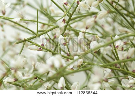 Retama Rhodorhizoides, Bridal Veil Broom