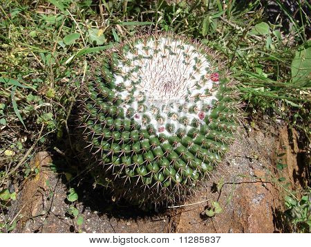 Bisnaga