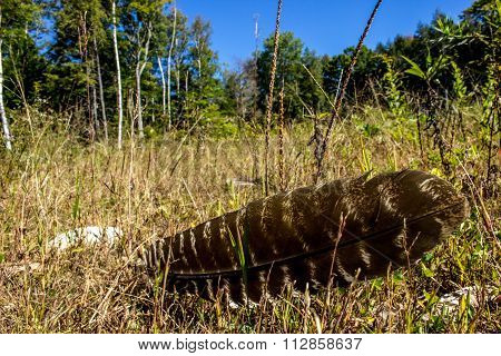 Turkey Feather