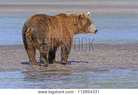 Grizzly Profile On A Mudflat