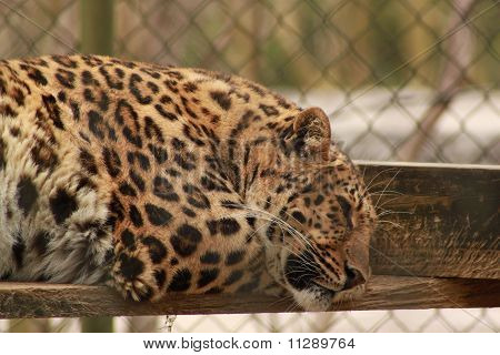 schlafen leopard