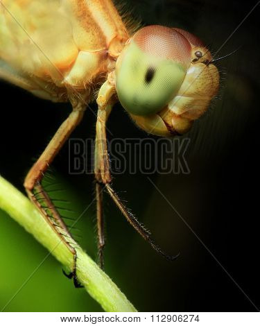 extreme macro detail