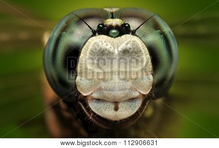 extreme macro detail