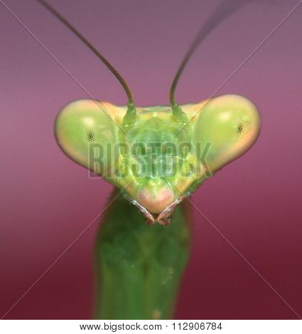 extreme macro deail