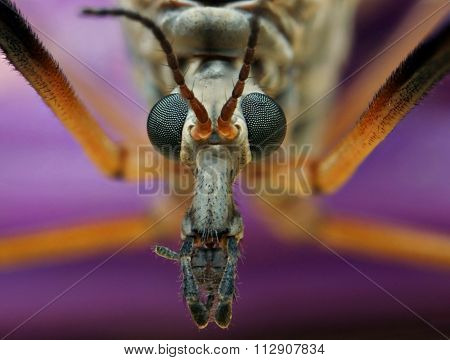 extreme macro detail