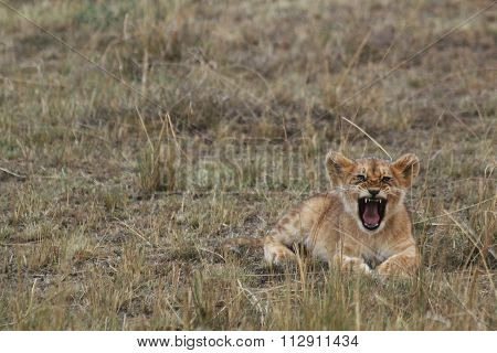 A Lion Cub Roaring