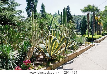 Agave And Cactus In The Park