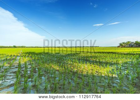Beatiful Rice Field