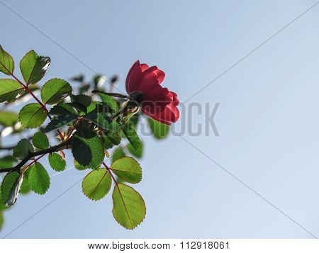Flower red sky