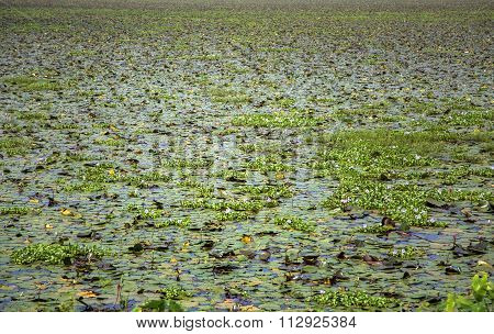Backwaters In Kerala, India