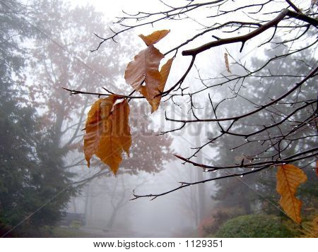 Nebbia 