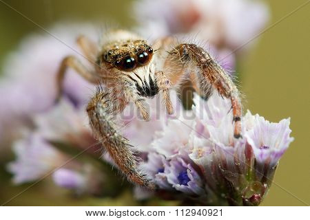 Jumping Spider With Big Eyes On The Flower