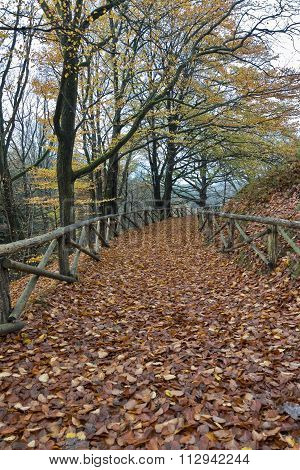 Autumn Leaves On Forest Road