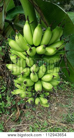 Green bananas