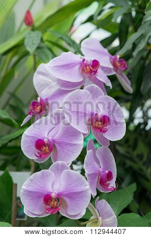 Orchid Flower In Garden