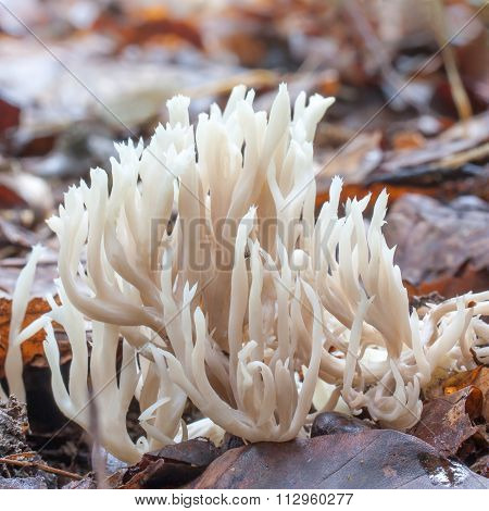 Clavulina