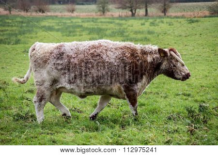 English Longhorn Cattle