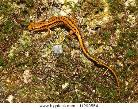 Langhalede Salamander (Eurycea longicauda)