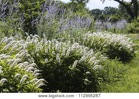Summer Garden