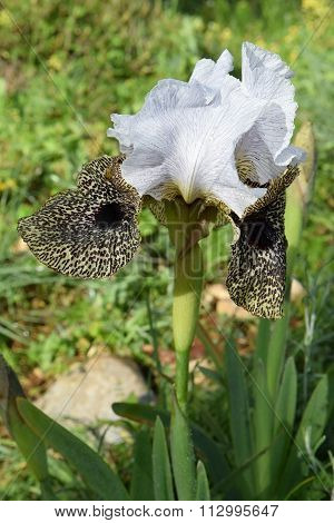 Nazareth Iris - Iris Flower Leopard Coloring